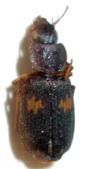 Cymindoidea virgulifera
