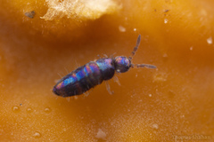 Lepidocyrtus fimicolus