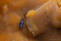 Lepidocyrtus fimicolus