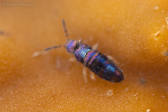 Lepidocyrtus fimicolus