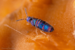 Lepidocyrtus fimicolus