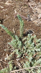 Petrosedum orientale