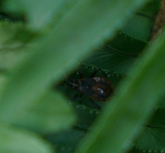 Dindymus circumcinctus