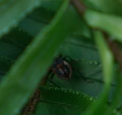 Dindymus circumcinctus