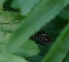 Dindymus circumcinctus