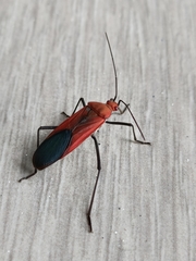Leptocoris abdominalis