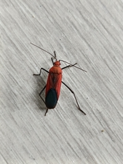 Leptocoris abdominalis