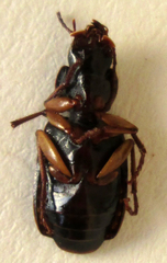 Cymindoidea virgulifera