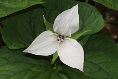 Trillium simile