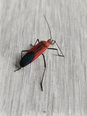 Leptocoris abdominalis