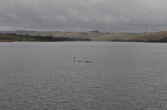 Microcarbo melanoleucos