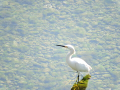 Egretta thula