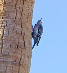 Melanerpes aurifrons