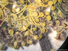 Lomatium foeniculaceum fimbriatum