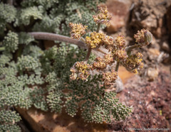 Lomatium foeniculaceum fimbriatum