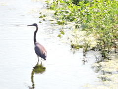 Egretta tricolor