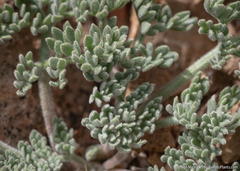 Lomatium foeniculaceum fimbriatum