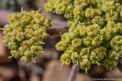 Lomatium foeniculaceum fimbriatum