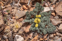Lomatium foeniculaceum fimbriatum