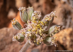 Lomatium foeniculaceum fimbriatum