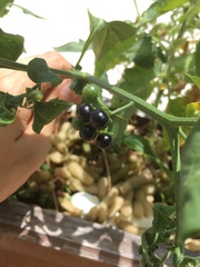 Solanum nigrum