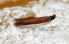 Tampa dimediatella