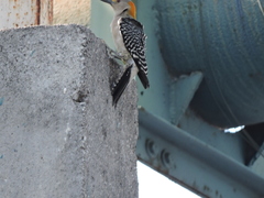 Melanerpes aurifrons