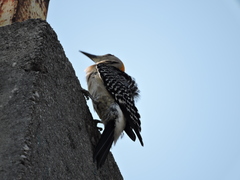 Melanerpes aurifrons