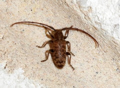 Eupogonius pauper