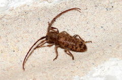 Eupogonius pauper