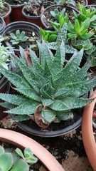 Aristaloe