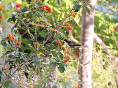 Cynanthus latirostris