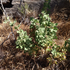 Malacothamnus aboriginum