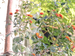 Cynanthus latirostris