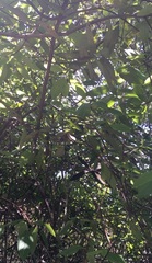 Calycanthus occidentalis