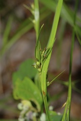 Scleria muehlenbergii
