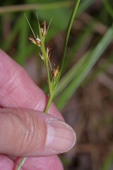 Scleria muehlenbergii