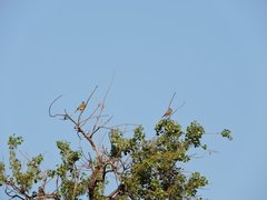 Tyrannus couchii