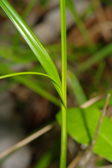 Scleria muehlenbergii