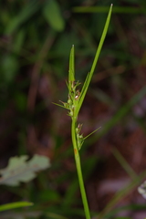 Scleria muehlenbergii