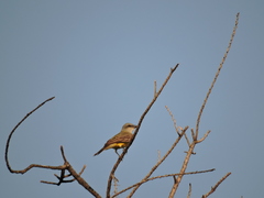 Tyrannus couchii