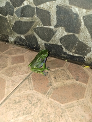 Agalychnis annae