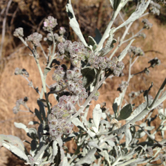 Eriodictyon tomentosum