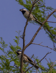 Poecile carolinensis