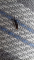 Phosphaenus hemipterus