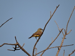 Tyrannus couchii