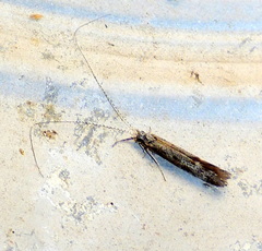 Leptocerus americanus