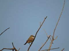 Tyrannus couchii