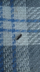 Phosphaenus hemipterus