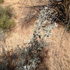 Eriodictyon tomentosum